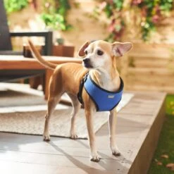 Frisco Padded Step-In Harness -Ultimate Pet Shop 287451 PT8. AC SS1800 V1631669389