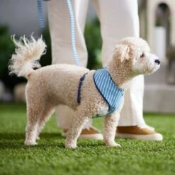 Frisco Fashion Over-The-Head Harness, Striped -Ultimate Pet Shop 287479 PT8. AC SS1800 V1632315513