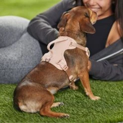 Frisco Comfort Padded Dog Harness -Ultimate Pet Shop 291539 PT8. AC SS1800 V1650490890