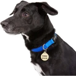 Frisco Brass Personalized Dog & Cat ID Tag, Round 9 Frisco Brass Personalized Dog & Cat ID Tag, Round -Ultimate Pet Shop 296194 PT6. AC SS1800 V1628186507