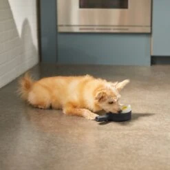 Frisco Brunch Breakfast Skillet Latex Squeaky Dog Toy, 2 Count -Ultimate Pet Shop 297264 PT2. AC SS1800 V1642088320