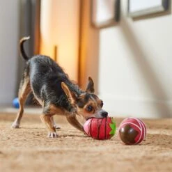 Frisco Valentine Chocolate Covered Strawberries Latex Squeaky Dog Toy -Ultimate Pet Shop 298923 PT3. AC SS1800 V1701365172