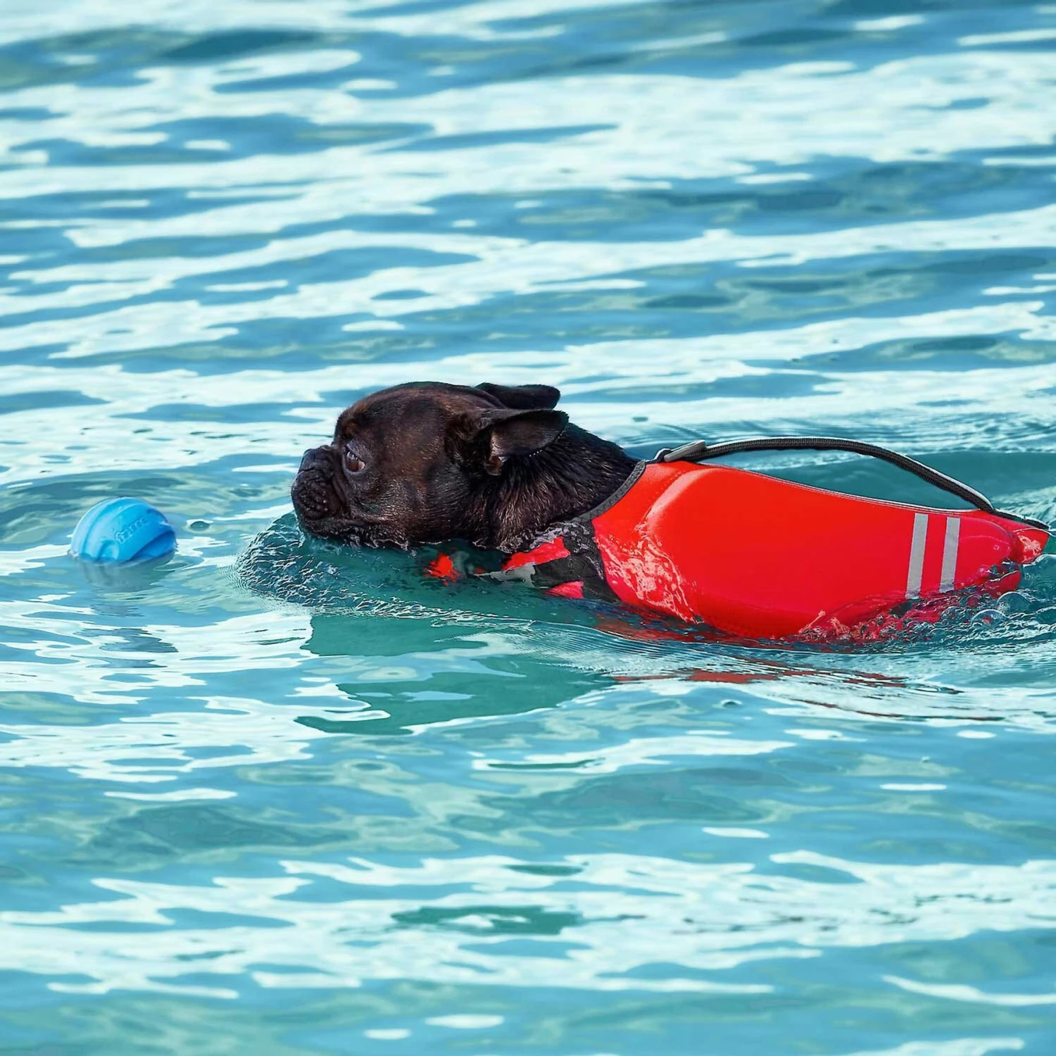 Frisco Active Dog Life Jacket & Frisco Foam Rubber Floating Fetch Ball No Squeak Dog Toy 9 Frisco Active Dog Life Jacket & Frisco Foam Rubber Floating Fetch Ball No Squeak Dog Toy - Image 9