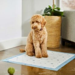 Frisco Fold & Carry Single Door Collapsible Wire Dog Crate & Frisco Premium Extra Large Printed Dog Training & Potty Pads 17 Frisco Fold & Carry Single Door Collapsible Wire Dog Crate & Frisco Premium Extra Large Printed Dog Training & Potty Pads -Ultimate Pet Shop 303438 PT8. AC SS1800 V1623051743