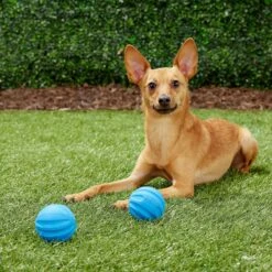 Frisco Neoprene Dog Life Jacket & Frisco Foam Rubber Floating Fetch Ball No Squeak Dog Toy -Ultimate Pet Shop 303480 PT7. AC SS1800 V1623064950