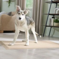 Frisco Giant Eco-Conscious Dog Training & Potty Pads -Ultimate Pet Shop 309794 PT6. AC SS1800 V1674666971