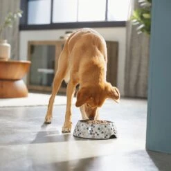 Frisco Terrazzo Design Stainless Steel Dog & Cat Bowl -Ultimate Pet Shop 311957 PT2. AC SS1800 V1642535493