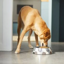 Frisco Animal Design Stainless Steel Dog & Cat Bowl -Ultimate Pet Shop 311960 PT2. AC SS1800 V1642542990