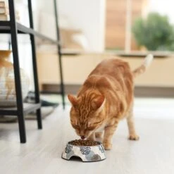 Frisco Animal Design Stainless Steel Dog & Cat Bowl -Ultimate Pet Shop 311960 PT3. AC SS1800 V1642542415