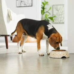 Frisco Circle Design Stainless Steel Dog & Cat Bowl -Ultimate Pet Shop 311969 PT2. AC SS1800 V1642542858