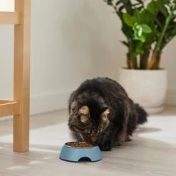 Frisco Coral Design Stainless Steel Dog & Cat Bowl -Ultimate Pet Shop 311972 PT3. AC SS1800 V1642542435