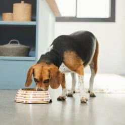 Frisco Copper Print Design Stainless Steel Dog & Cat Bowl -Ultimate Pet Shop 311975 PT2. AC SS1800 V1642542895