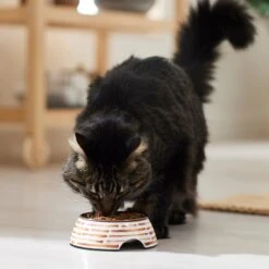 Frisco Copper Print Design Stainless Steel Dog & Cat Bowl -Ultimate Pet Shop 311975 PT3. AC SS1800 V1642542357