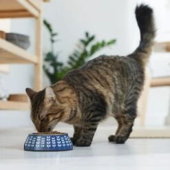 Frisco Leaf Design Stainless Steel Dog & Cat Bowl -Ultimate Pet Shop 311980 PT3. AC SS1800 V1642542556