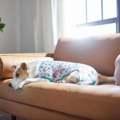 Frisco Rainbow Dog & Cat PJs -Ultimate Pet Shop 312283 PT8. AC SS1800 V1644879887