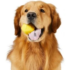 Frisco Fetch Squeaking Colorful Tennis Ball Dog Toy & Project Hive Pet Company Ball Dog Toy 14 Frisco Fetch Squeaking Colorful Tennis Ball Dog Toy & Project Hive Pet Company Ball Dog Toy -Ultimate Pet Shop 319024 PT5. AC SS1800 V1630560973