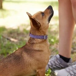 Frisco Outdoor Lightweight Ripstop Nylon Dog Harness & Frisco Outdoor Heathered Nylon Collar -Ultimate Pet Shop 319194 PT8. AC SS1800 V1631147497