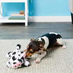 Frisco Cow Plush Squeaky Dog Toy & Playology Scented Dual Layer Ring Dog Toy 12 Frisco Cow Plush Squeaky Dog Toy & Playology Scented Dual Layer Ring Dog Toy -Ultimate Pet Shop 319488 PT3. AC SS1800 V1630626696