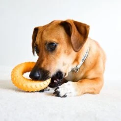 Frisco Cow Plush Squeaky Dog Toy & Playology Scented Dual Layer Ring Dog Toy 17 Frisco Cow Plush Squeaky Dog Toy & Playology Scented Dual Layer Ring Dog Toy -Ultimate Pet Shop 319488 PT8. AC SS1800 V1630625808