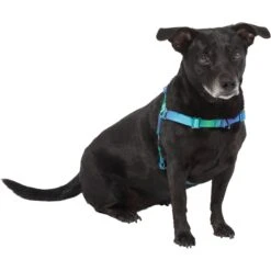 Frisco Green Ombre Style Dog Harness -Ultimate Pet Shop 324531 PT2. AC SS1800 V1642519055