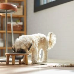 Frisco Premium Round Shape Elevated Single Dog & Cat Bowl -Ultimate Pet Shop 331502 PT2. AC SS1800 V1657656893