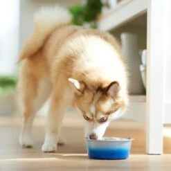 Frisco Ombre Design Stainless Steel Dog & Cat Bowl -Ultimate Pet Shop 331516 PT2. AC SS1800 V1657656874