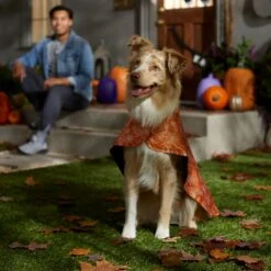 Frisco Spider Webbed Dog & Cat Costume Cape -Ultimate Pet Shop 334972 PT6. AC SS1800 V1657729812