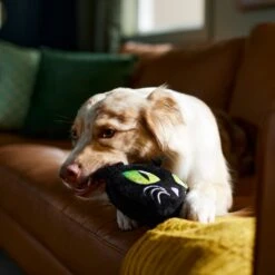 Frisco Halloween Black Cat Round Plush Squeaky Dog Toy -Ultimate Pet Shop 344039 PT3. AC SS1800 V1657657031