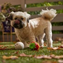 Frisco Halloween Chocolate Covered Strawberries Latex Squeaky Dog Toy -Ultimate Pet Shop 344043 PT3. AC SS1800 V1657657031