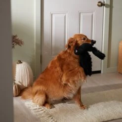 Frisco Halloween Crow Plush Squeaky Dog Toy -Ultimate Pet Shop 344156 PT3. AC SS1800 V1657657048