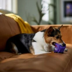 Frisco Halloween Vampire Latex Squeaky Dog Toy -Ultimate Pet Shop 344166 PT3. AC SS1800 V1657657049