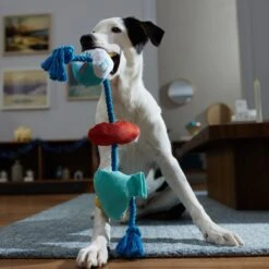 Frisco Hanukkah Celebration Plush With Rope Squeaky Dog Toy -Ultimate Pet Shop 360986 PT3. AC SS1800 V1661874063