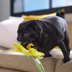 Frisco Spring Sunflower Plush Squeaky Dog Toy -Ultimate Pet Shop 546766 PT4. AC SS1800 V1702500565