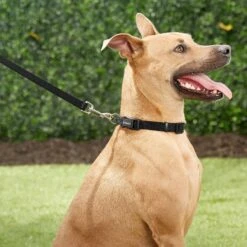 Frisco Solid Nylon Dog Leash + 4 Items -Ultimate Pet Shop 623766 PT4. AC SS1800 V1662743050