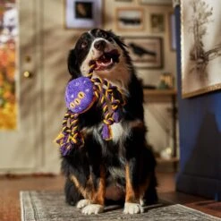 Frisco Halloween Magical Spider Plush With Rope Squeaky Dog Toy -Ultimate Pet Shop 668310 PT3. AC SS1800 V1690571954