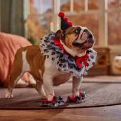 Frisco Clown Dog & Cat Costume Accessory -Ultimate Pet Shop 706526 PT7. AC SS1800 V1689282556