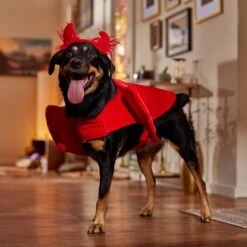 Frisco My Little Devil Dog & Cat Costume Accessory -Ultimate Pet Shop 706622 PT7. AC SS1800 V1689342200