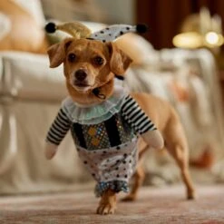 Frisco Front Walking Glitter Clown Dog & Cat Costume -Ultimate Pet Shop 707542 PT7. AC SS1800 V1689278717