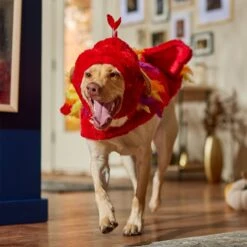 Frisco Flying Phoenix Dog & Cat Costume -Ultimate Pet Shop 708150 PT7. AC SS1800 V1689343869