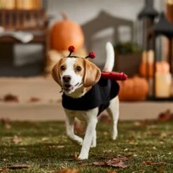 Frisco Glittered Ladybug Dog & Cat Costume -Ultimate Pet Shop 708254 PT7. AC SS1800 V1689354959