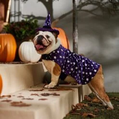 Frisco Cosmic Witch Dog & Cat Costume -Ultimate Pet Shop 708982 PT7. AC SS1800 V1689350987