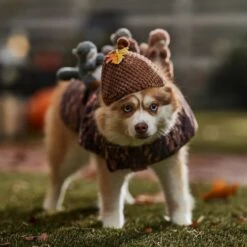 Frisco Squirrels & Nuts Ride-On Dog & Cat Costume 10 Frisco Squirrels & Nuts Ride-On Dog & Cat Costume -Ultimate Pet Shop 709422 PT7. AC SS1800 V1689270909