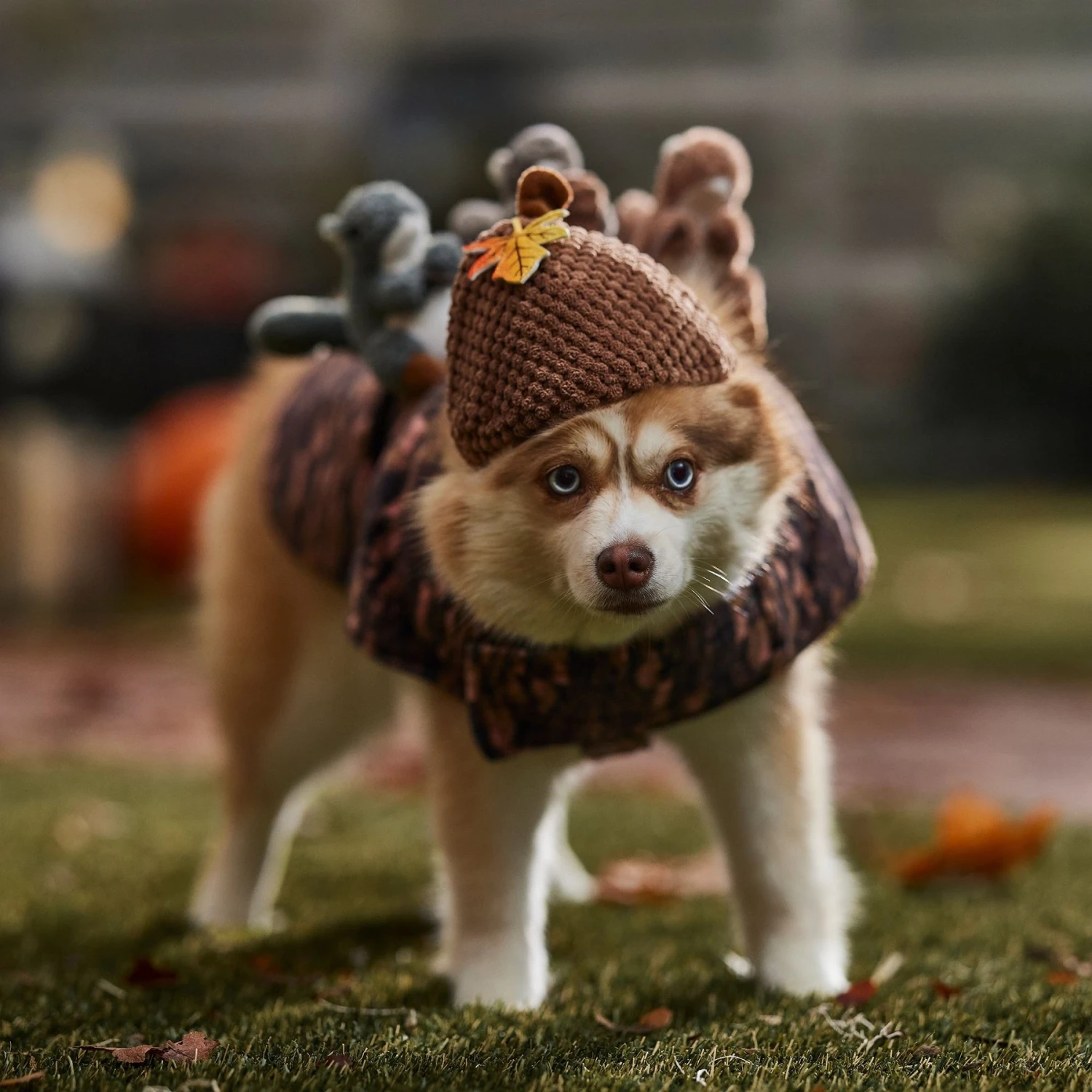 Frisco Squirrels & Nuts Ride-On Dog & Cat Costume 5 Frisco Squirrels & Nuts Ride-On Dog & Cat Costume - Image 5