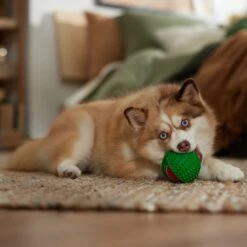 Frisco Holiday Fetch Squeaky Tennis Ball With Rubber Sleeve Dog Toy -Ultimate Pet Shop 739686 PT3. AC SS1800 V1694812401