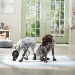 Frisco Mega Non-Skid Ultra Premium Dog Training & Potty Pads -Ultimate Pet Shop 793822 PT6. AC SS1800 V1683033862