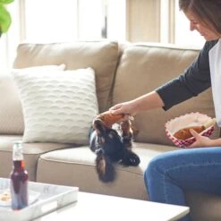 Frisco Corndog Interactive Plush Squeaky Dog Toy & Frisco Guacamole Hide & Seek Puzzle Plush Squeaky Dog Toy -Ultimate Pet Shop 962086 PT3. AC SS1800 V1694782979